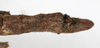 CollectionObject 1561594; NMW 60, 32e0ea99-11b4-4cd6-b71a-7954f1a5128b: copyright NMW. female: end of abdomen, dorsal view (syntype). (CollectionObject).