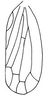 Forewing: !! display not done !! on Neocoelidia orientalis DeLong, 1953: Forewing. (Observation).