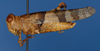 CollectionObject 1579152; f7e90377-e3f4-483f-b102-cd6bcb697e78: male, lateral view. (CollectionObject).