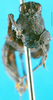 CollectionObject 1500843; 4b0c32fa-876e-4fb8-9560-6d2f0dd94b60: female, frontal view (holotype). (CollectionObject).
