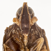 Head: !! display not done !! on Oecleus seminiger Stål, 1862: (Observation).