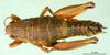 CollectionObject 1502096; 08b96872-b453-4db3-83e0-04d1e5905e13: female, dorsal view. (CollectionObject).