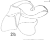 Aedeagus, lateral view on Planata taeniata (Schmidt, 1904): (Observation).