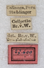 CollectionObject 1592161; NMW 22600, a4cacc60-b5d3-4026-a848-ad8f721132c2: labels. (CollectionObject).