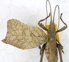 CollectionObject 1573314; 4e11635d-a53b-4ae0-9f82-2983241bf39b, MLP-OR-3024: female, dorsal view. (CollectionObject).