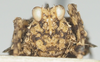 CollectionObject 1577223; 388d2b18-a1ca-45a3-980b-39d3ffd46ae6: female, frontal view. (CollectionObject).