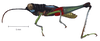 Christenacris sanguilenta Descamps & Rowell, 1984: male, lateral view. (Otu).