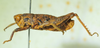 CollectionObject 1498693; 9eac8be5-1853-41f0-a43a-dc098e6bacb8: male, lateral view. (CollectionObject).