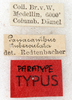 CollectionObject 1576521; eb54874b-1d32-4777-b616-7614d099aac6: labels (syntype of Panacanthus tuberculatus). (CollectionObject).
