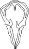 Connective on Chelidinus cinerascens Emeljanov, 1962: dorsal view. (Observation).