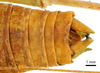 CollectionObject 1531359; b7cc2115-2530-434d-aa94-d038815bdb4f: male tip of abdomen, dorsal view (syntype). (CollectionObject).
