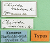 CollectionObject 1501328; 5190144e-4f39-40dc-8f8b-870c22cfb31f: labels (syntype of Chirista varians). (CollectionObject).