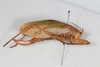 CollectionObject 1505745; 13352ac0-15d3-4253-ae31-0b5dce4c39b9: female, lateral view (holotype). (CollectionObject).
