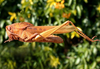 Xyleus laevipes (Stål, 1878): female. (Otu).