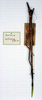 CollectionObject 1557383; feea650a-0f71-4ba8-ba19-3d869f5b4341: copyright MSNG. female of synonym Bacteria pichisina (holotype). (CollectionObject).