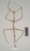 CollectionObject 1557469; NHMUK(SF IMPORT DUPLICATE) 844511, 44ef6d1e-27af-4490-bf98-e8d7ad2f9ad5: copyright Natural History Museum, London. female of synonym Bostra lobata (holotype). (CollectionObject).