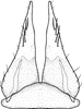 Subgenital plate, ventral view on Brazosa encrustada Pinedo-Escatel & Dietrich, 2020: valve and subgenital plate, ventral aspect. (Observation).