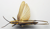 CollectionObject 1501057; e58dbd6b-4d47-4f74-a955-bba920733ce3: male, dorsal view (lectotype). (CollectionObject).