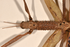 CollectionObject 1562320; 512ec891-ed0b-40be-a603-57135b9564e5: copyright OUMNH. female: head & thorax, dorsal view of Acrophylla enceladus (syntype). (CollectionObject).;CollectionObject 1562321; a0fe8cae-f149-464f-8193-36e5eba2400e: copyright OUMNH. female: head & thorax, dorsal view of Acrophylla enceladus (syntype). (CollectionObject).