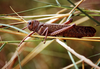 Tropidacris collaris (Stoll, 1813): male. (Otu).