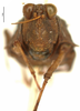CollectionObject 1577262; OUM 701 2/5, ef6e269c-b58e-4d44-b9a8-341e25a45f17: female, frontal view (syntype of Acanthalobus longinotus). (CollectionObject).