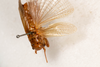 CollectionObject 1531220; 8ca9cf40-da4f-4ff9-a552-709ffe8b9510: female, dorsal view (holotype). (CollectionObject).