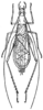 Fig. 6. male, dorsal view. Depicts Oecanthus argentinus Saussure, 1874, an Otu.