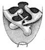 Parahabetia pictifrons pictifrons (Karny, 1911): male cerci. (Otu).