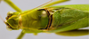 male head, pronotum and stridulatory area, dorsal view. Depicts CollectionObject 1593135; aad5de51-8c1a-4ae4-8759-9016142683da, a CollectionObject.