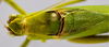 CollectionObject 1593135; aad5de51-8c1a-4ae4-8759-9016142683da: male head, pronotum and stridulatory area, dorsal view. (CollectionObject).