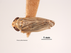 Habitus, dorsal view on Eulonus almus (Van Duzee, 1925): (Observation).