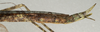 CollectionObject 1557220; NMW 972, 309829db-feaf-44ca-9c3a-7f443b8117d5: copyright NMW, Vienna. female: end of abdomen, lateral view (lectotype). (CollectionObject).