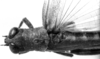 CollectionObject 1521523; f0daf6f5-0519-48c5-b541-acdebe9804cc: Image Carbonell, C.S. female head and pronotum, dorsal view (holotype of Bucephalacris paraguayensis). (CollectionObject).