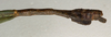 CollectionObject 1562534; NMW 755, 831c9e06-69f7-42af-9793-472bd0d65a12: copyright NMW, Vienna. male: end of abdomen, lateral view (syntype). (CollectionObject).