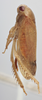 Habitus, lateral view on Aztrania acinaca Blocker, 1979: Lateral. (Observation).