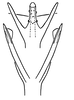 Aedeagus, ventral view on Erythroneura vagabunda Knull, 1945: Aedeagus, ventral view. (Observation).