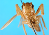 CollectionObject 1567524; 4c4193f5-1e73-41c0-8369-1e270e4e79ac: male, frontal view. (CollectionObject).