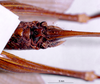 CollectionObject 1516496; a99efd4a-db8f-418e-b3a6-2da82eb44fc1: female subgenital plate (syntype). (CollectionObject).