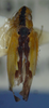 Habitus, dorsal view: !! display not done !! on Neocoelidia fuscodorsata (Fowler, 1900): Male specimen [USNM]: habitus, dorsal view. (Observation).