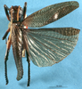 CollectionObject 1520453; 47ed386e-6f57-43f0-8330-5957bb1509ea: male, dorsal view (holotype). (CollectionObject).