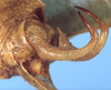 CollectionObject 1517341; 4fdbf3c1-8746-4604-98c3-adbdecb363d1: male cerci (holotype). (CollectionObject).