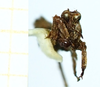 CollectionObject 1598169; 21749f6f-0a65-40ff-a8f5-abb4794c9b1a: larve, no type (frontal view). (CollectionObject).
