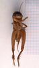 CollectionObject 1476559; 78218c33-1811-4ae4-98f5-918e69e029e6, CNMS 5531: male, ventral view (holotype). (CollectionObject).
