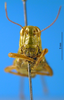 CollectionObject 1578446; d19697c2-d24d-4163-bc6c-5d46bc7fd429: female, frontal view. (CollectionObject).