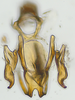 Aedeagus, ventral view: (Observation).