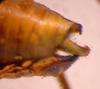 CollectionObject 1568262; ca886a3b-4a9e-47b0-b3d2-91285f4e26ee: male abdomen tip, lateral view (holotype). (CollectionObject).