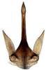 Aedeagus, ventral view: !! display not done !! on Acinopterini Oman, 1943: Acinopterus acuminatus, aedeagus, caudally (INHS). (Observation).