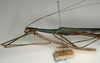 CollectionObject 1560316; NMW 1125, 4b1b4d81-a1fa-4d92-b540-9b370c4dbf69: copyright NMW, Vienna. female: head and thorax, lateral view (syntype). (CollectionObject).