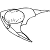 Head on Buhria angusta (Dworakowska, 1976): Head, lateral view. (Observation).
