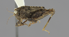 CollectionObject 1523455; 2f188b94-f16a-4d4e-8a58-fa3be898a703: male, lateral view (holotype). (CollectionObject).